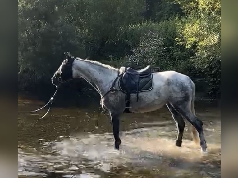 Oldenburger Springpferd Stute 5 Jahre 172 cm Apfelschimmel in Donaueschingen