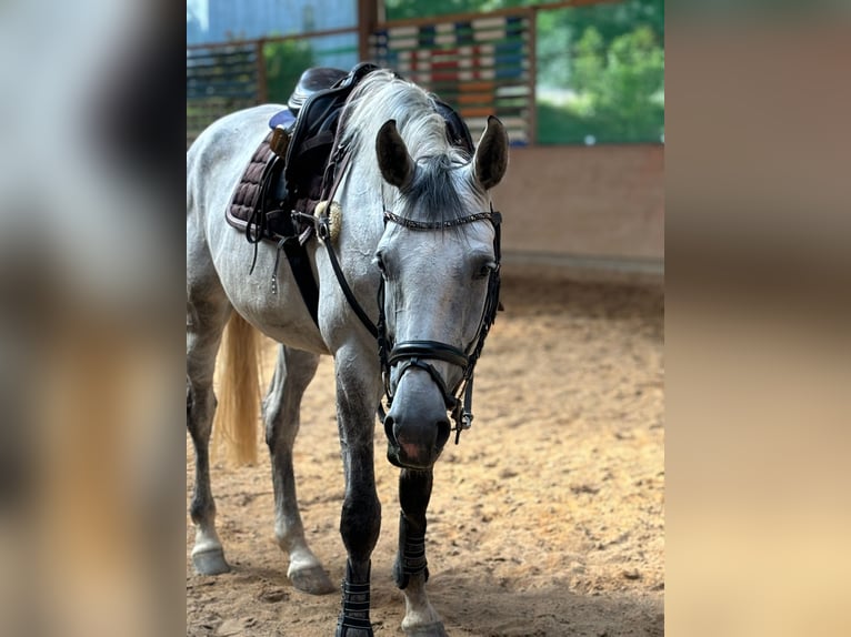 Oldenburger Springpferd Stute 5 Jahre 172 cm Apfelschimmel in Donaueschingen