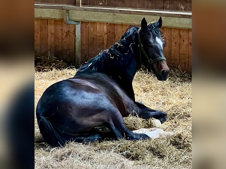 Oldenburger Springpferd Stute 5 Jahre 172 cm Apfelschimmel in Donaueschingen