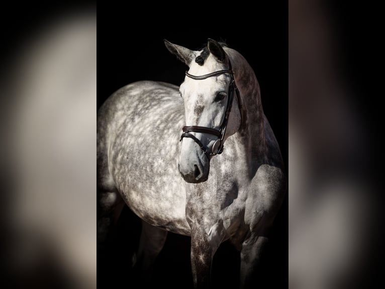 Oldenburger Springpferd Stute 5 Jahre 172 cm Blauschimmel in Lastrup