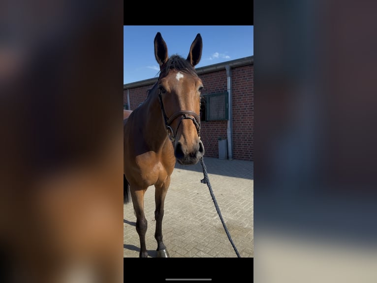 Oldenburger Springpferd Stute 5 Jahre 172 cm Brauner in Nettetal