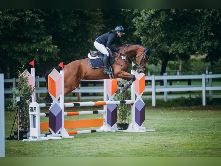Oldenburger Springpferd Stute 5 Jahre 173 cm Brauner in Damme