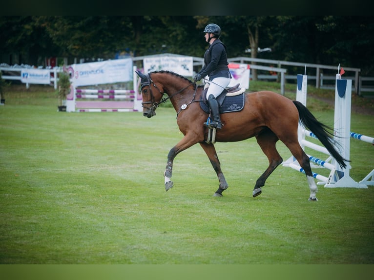 Oldenburger Springpferd Stute 5 Jahre 173 cm Brauner in Damme