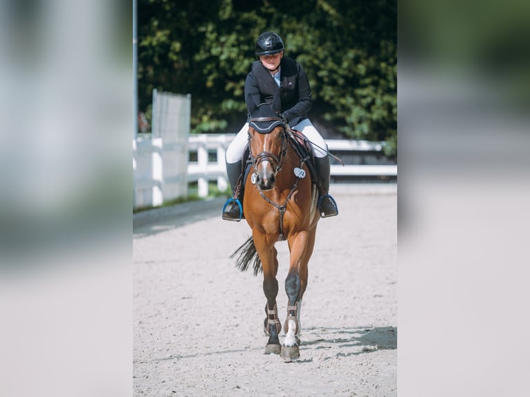 Oldenburger Springpferd Stute 5 Jahre 173 cm Brauner in Damme