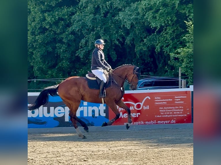Oldenburger Springpferd Stute 5 Jahre 173 cm Brauner in Damme