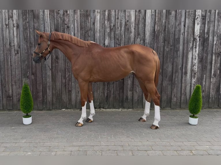 Oldenburger Springpferd Stute 5 Jahre 173 cm Fuchs in Niederkassel