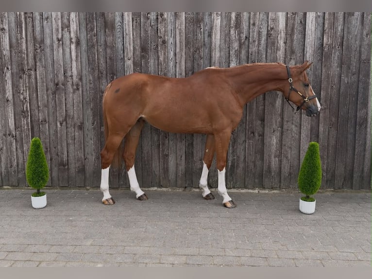 Oldenburger Springpferd Stute 5 Jahre 173 cm Fuchs in Niederkassel