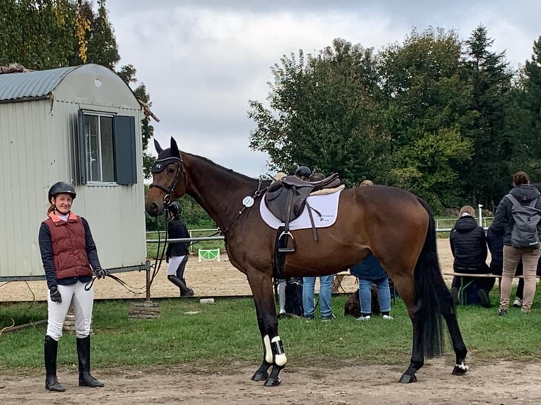 Oldenburger Springpferd Stute 5 Jahre 174 cm Brauner in Duderstadt