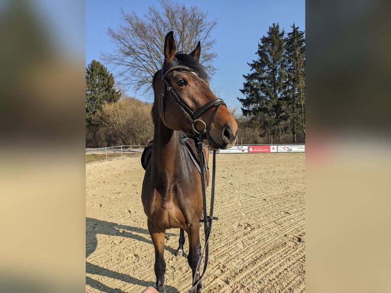 Oldenburger Springpferd Stute 5 Jahre 174 cm Brauner in Duderstadt
