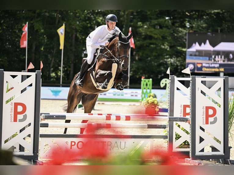 Oldenburger Springpferd Stute 5 Jahre 175 cm Brauner in Salzhausen