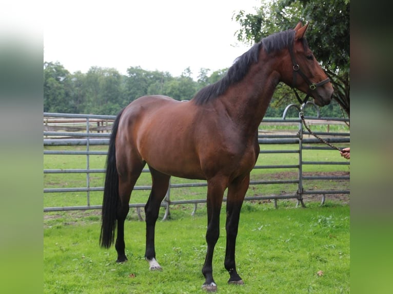 Oldenburger Springpferd Stute 5 Jahre 175 cm Brauner in Osterwald