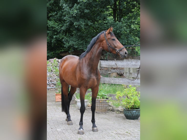 Oldenburger Springpferd Stute 5 Jahre 175 cm Brauner in Osterwald