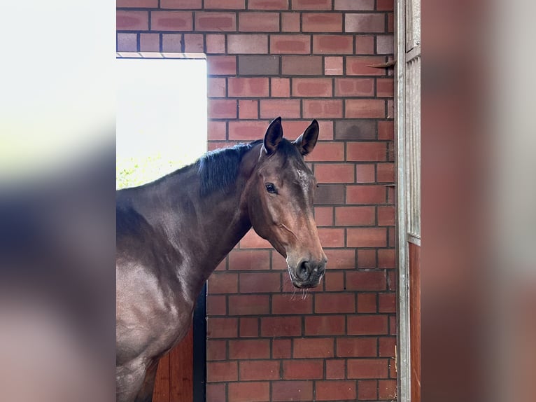 Oldenburger Springpferd Stute 5 Jahre 175 cm Dunkelbrauner in Hohen Wieschendorf