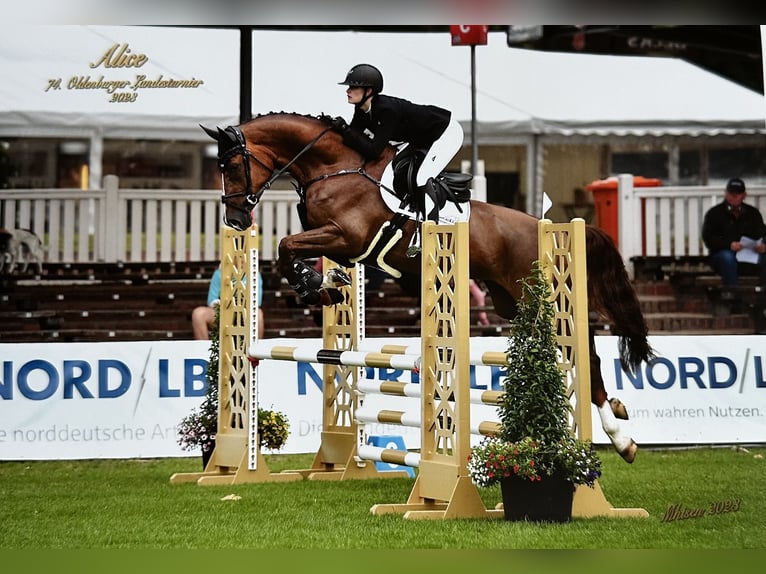 Oldenburger Springpferd Stute 5 Jahre 175 cm Dunkelfuchs in Lastrup