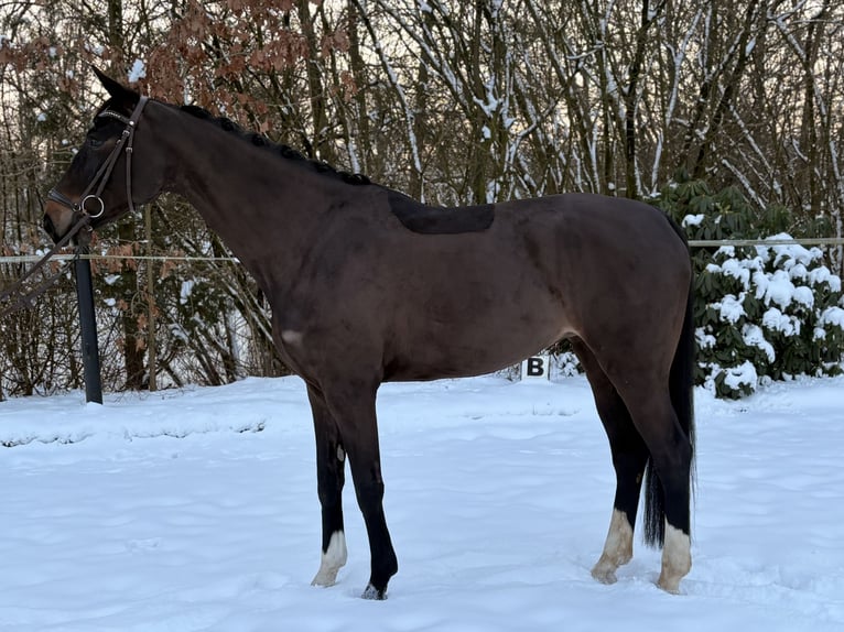 Oldenburger Springpferd Stute 5 Jahre 175 cm Schwarzbrauner in Ibbenbüren