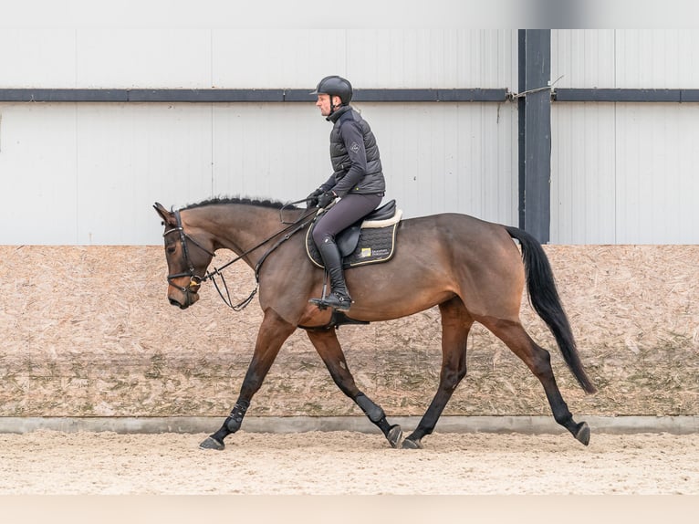 Oldenburger Springpferd Stute 5 Jahre 179 cm Rotbrauner in Zduchovice