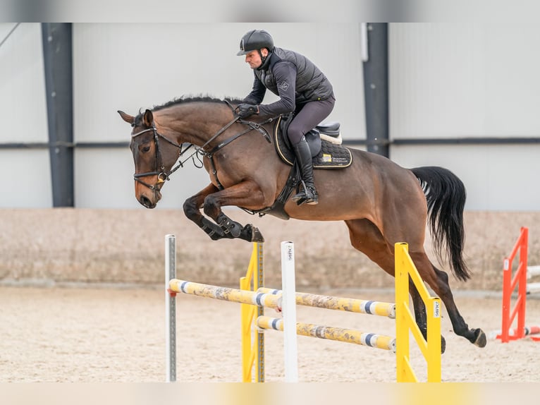 Oldenburger Springpferd Stute 5 Jahre 179 cm Rotbrauner in Zduchovice