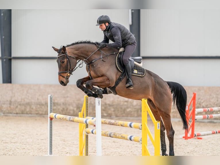 Oldenburger Springpferd Stute 5 Jahre 179 cm Rotbrauner in Zduchovice