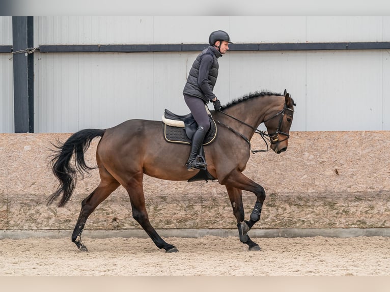 Oldenburger Springpferd Stute 5 Jahre 179 cm Rotbrauner in Zduchovice