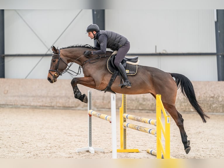 Oldenburger Springpferd Stute 5 Jahre 179 cm Rotbrauner in Zduchovice