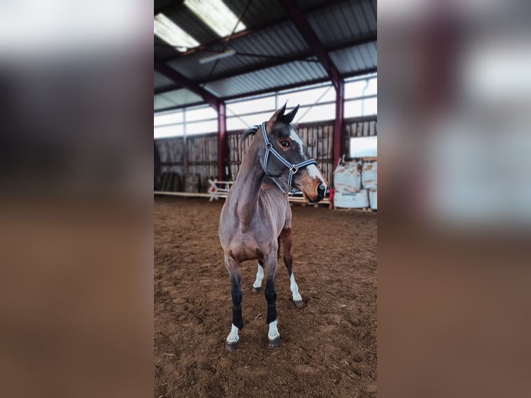 Oldenburger Springpferd Stute 5 Jahre Brauner in Hüttenrode