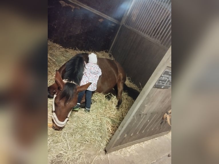 Oldenburger Springpferd Stute 6 Jahre 161 cm Brauner in Dobersch&#xFC;tz
