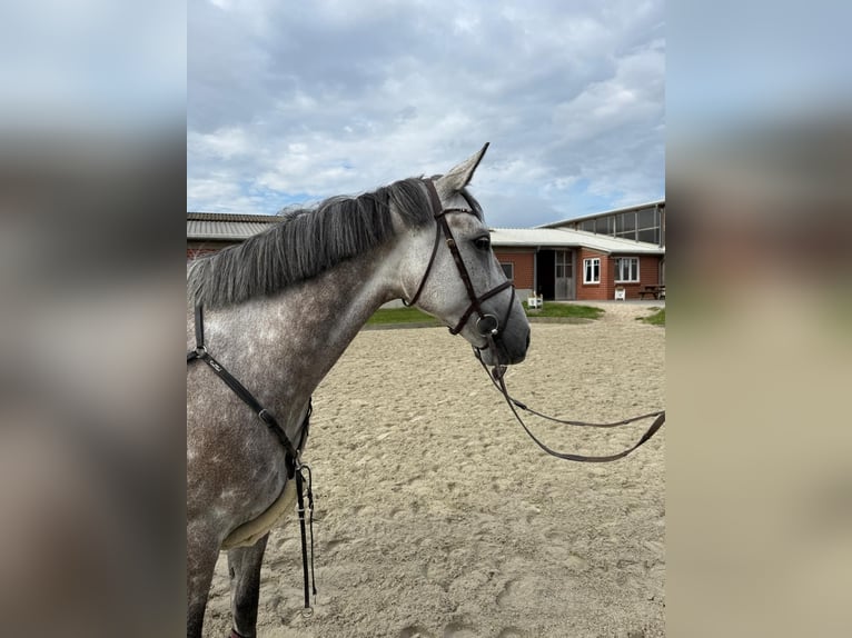 Oldenburger Springpferd Stute 6 Jahre 163 cm Apfelschimmel in Rodenwalde Oldenburger Springpferd Stute 6 Jahre 163 cm Apfelschimmel in Rodenwalde