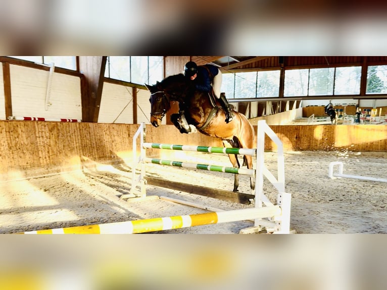 Oldenburger Springpferd Stute 6 Jahre 163 cm Dunkelbrauner in Celle