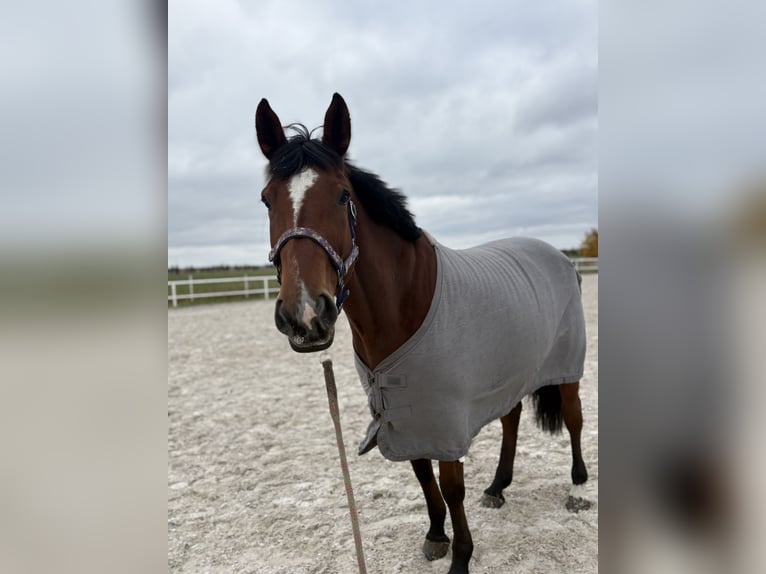 Oldenburger Springpferd Stute 6 Jahre 163 cm Rotbrauner in Kobylniki