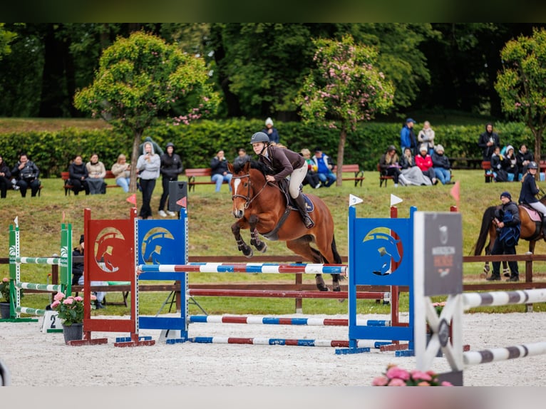 Oldenburger Springpferd Stute 6 Jahre 163 cm Rotbrauner in Kobylniki
