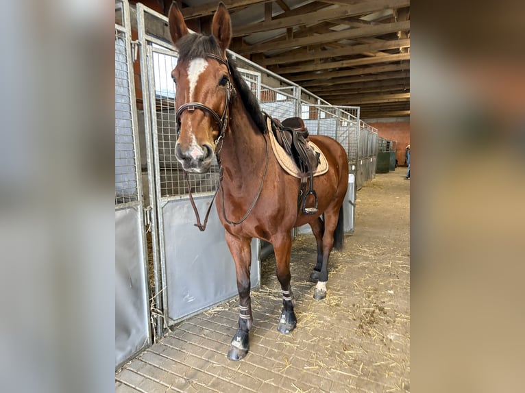 Oldenburger Springpferd Stute 6 Jahre 163 cm Rotbrauner in Kobylniki