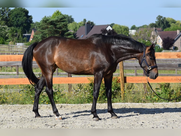 Oldenburger Springpferd Stute 6 Jahre 164 cm Brauner in Huldenberg