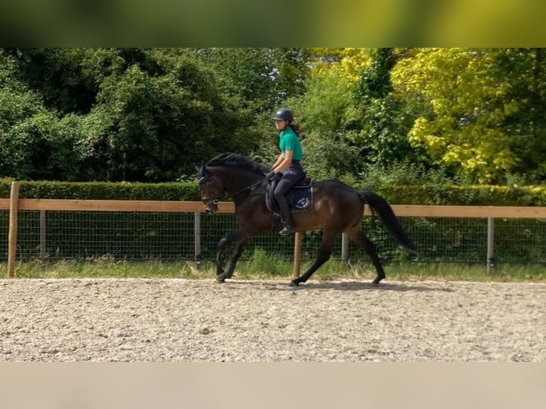 Oldenburger Springpferd Stute 6 Jahre 164 cm Brauner in Huldenberg