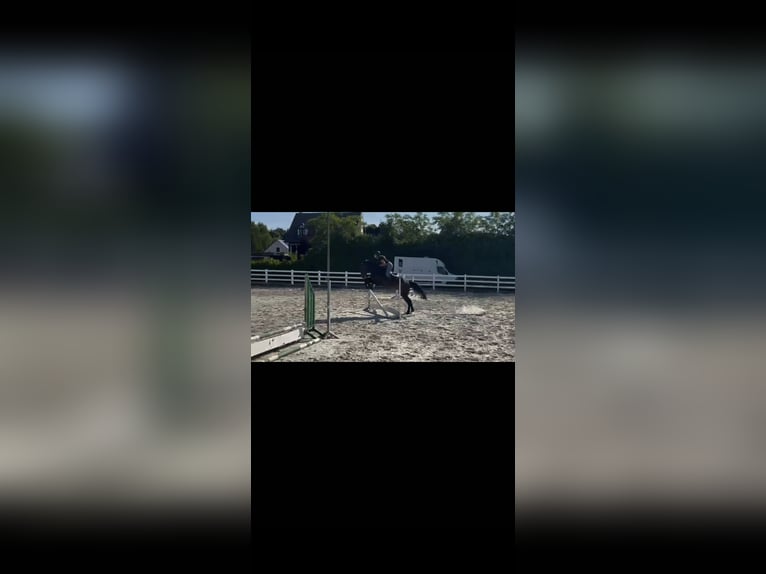 Oldenburger Springpferd Stute 6 Jahre 164 cm Brauner in Huldenberg