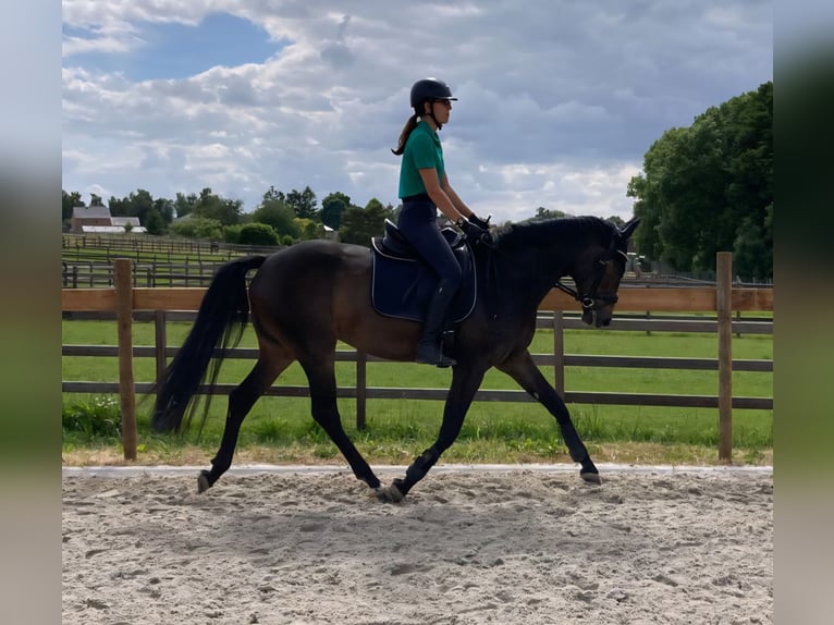 Oldenburger Springpferd Stute 6 Jahre 164 cm Brauner in Huldenberg