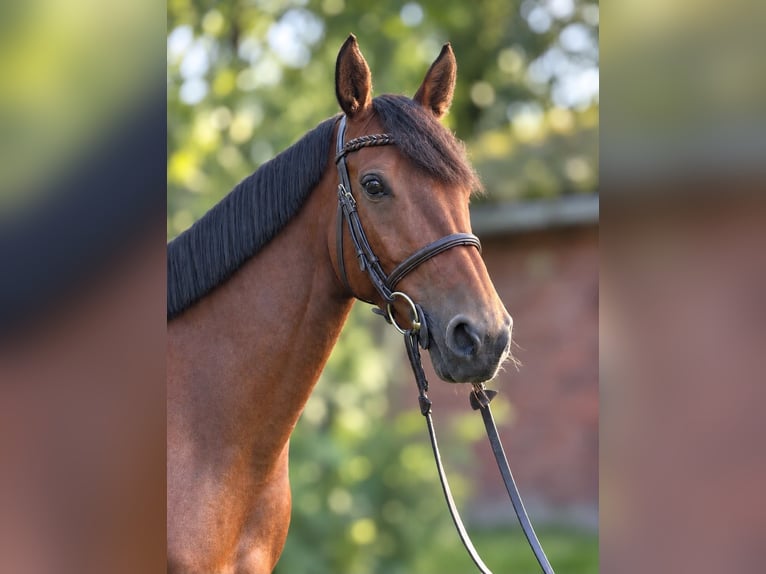 Oldenburger Springpferd Stute 6 Jahre 164 cm Brauner in Visselhövede