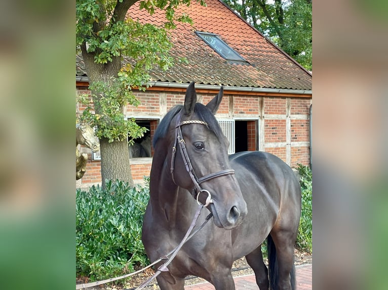 Oldenburger Springpferd Stute 6 Jahre 165 cm Dunkelbrauner in Lohne (Oldenburg)