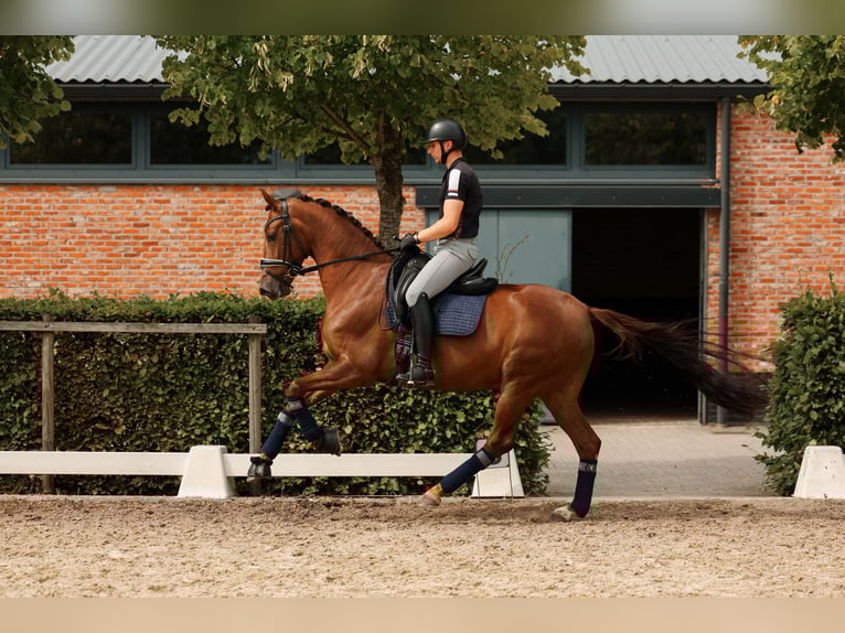 Oldenburger Springpferd Stute 6 Jahre 165 cm Dunkelfuchs in Kalmthout