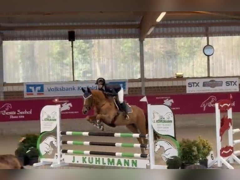 Oldenburger Springpferd Stute 6 Jahre 165 cm Fuchs in Nettetal