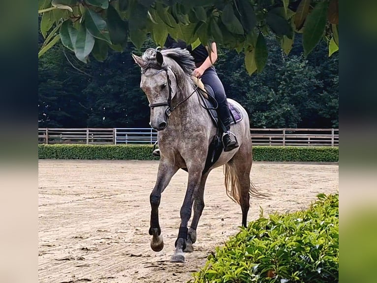 Oldenburger Springpferd Stute 6 Jahre 165 cm Schimmel in Ree