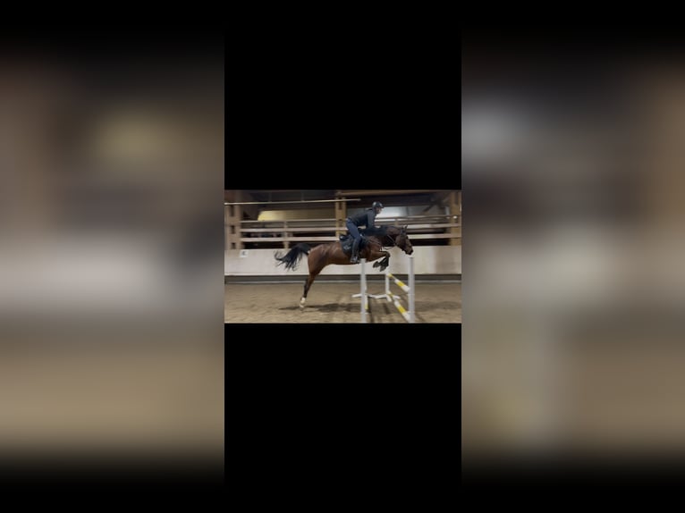 Oldenburger Springpferd Stute 6 Jahre 166 cm Brauner in Eberhardzell