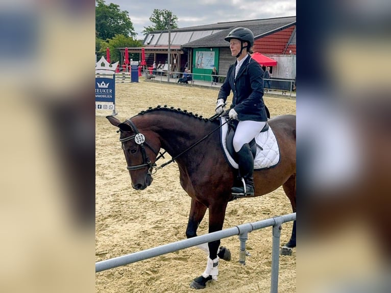 Oldenburger Springpferd Stute 6 Jahre 166 cm Dunkelbrauner in Gifhorn