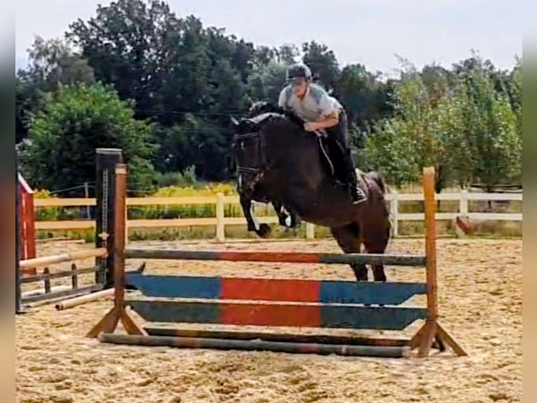 Oldenburger Springpferd Stute 6 Jahre 166 cm Dunkelbrauner in Gifhorn