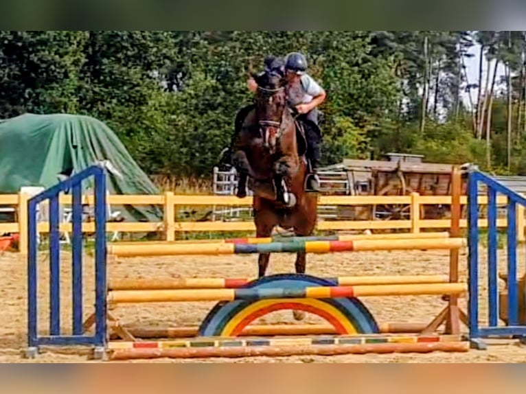 Oldenburger Springpferd Stute 6 Jahre 166 cm Dunkelbrauner in Gifhorn