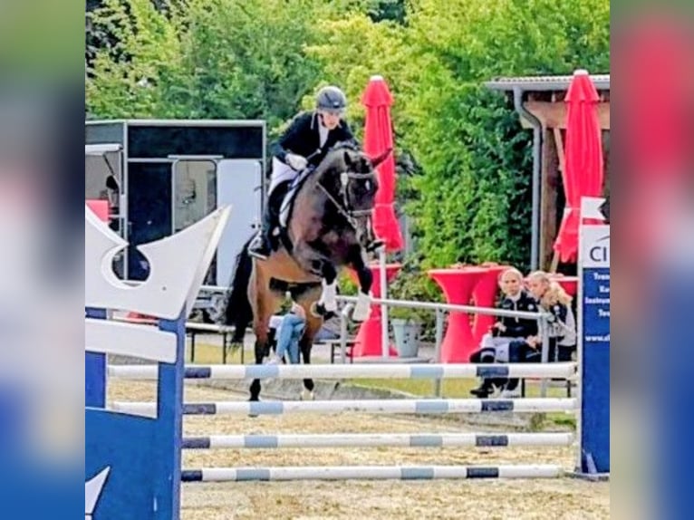 Oldenburger Springpferd Stute 6 Jahre 166 cm Dunkelbrauner in Gifhorn