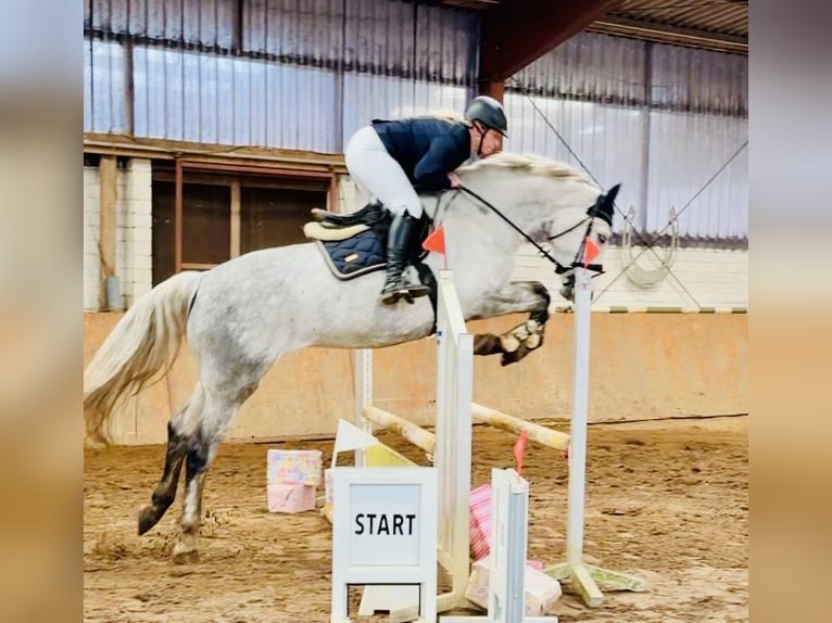 Oldenburger Springpferd Stute 6 Jahre 167 cm Apfelschimmel in Westerstede