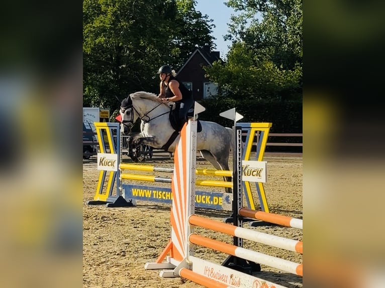 Oldenburger Springpferd Stute 6 Jahre 167 cm Apfelschimmel in Westerstede