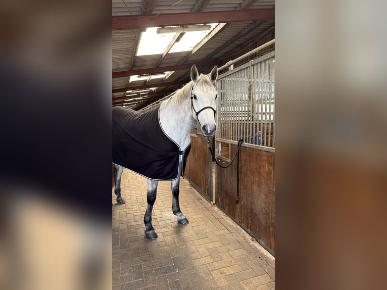 Oldenburger Springpferd Stute 6 Jahre 167 cm Apfelschimmel in Westerstede