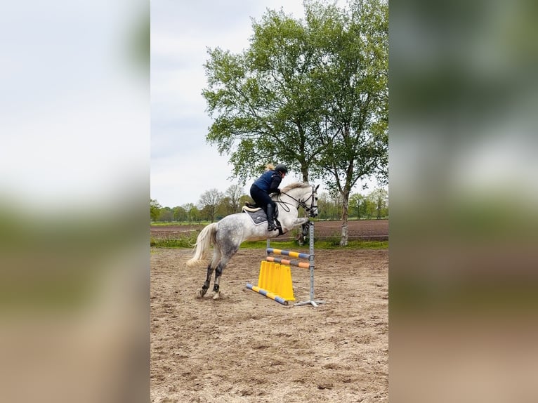 Oldenburger Springpferd Stute 6 Jahre 167 cm Apfelschimmel in Westerstede