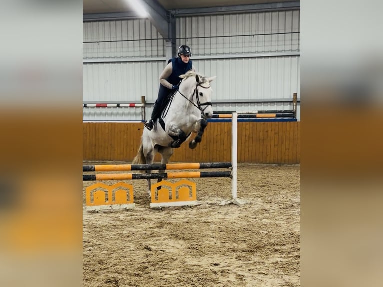 Oldenburger Springpferd Stute 6 Jahre 167 cm Apfelschimmel in Westerstede